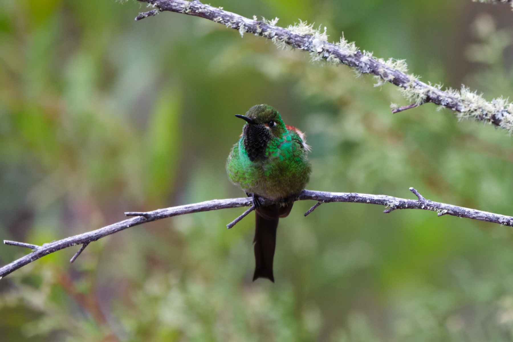 Red-tailed Comet (image by Leo Garrigues)