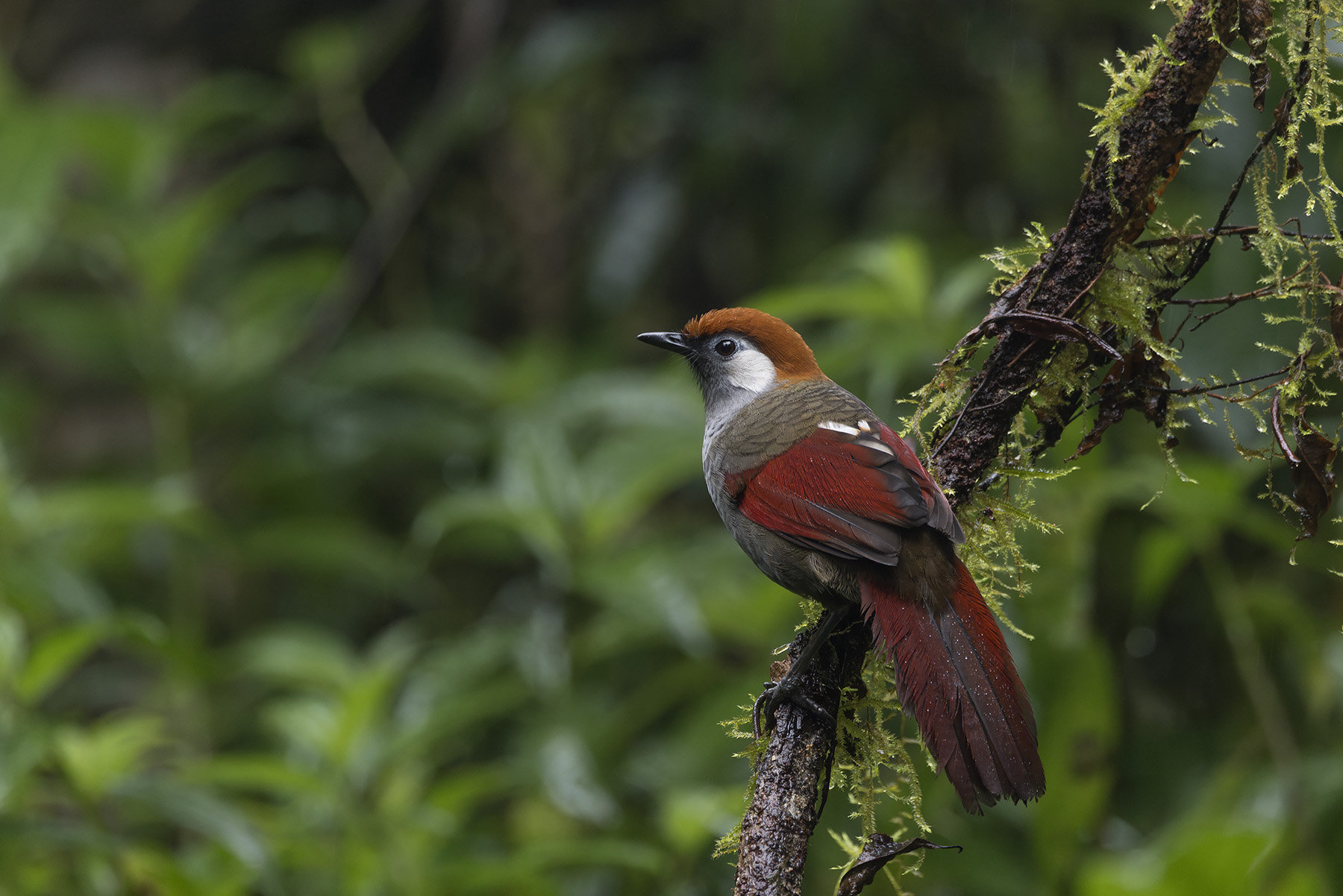 Red-tailed Laughingthrush (image by Dani Balla)