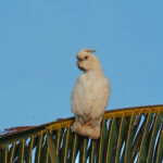 Red-vented Cockatoo (image by Craig Robson)
