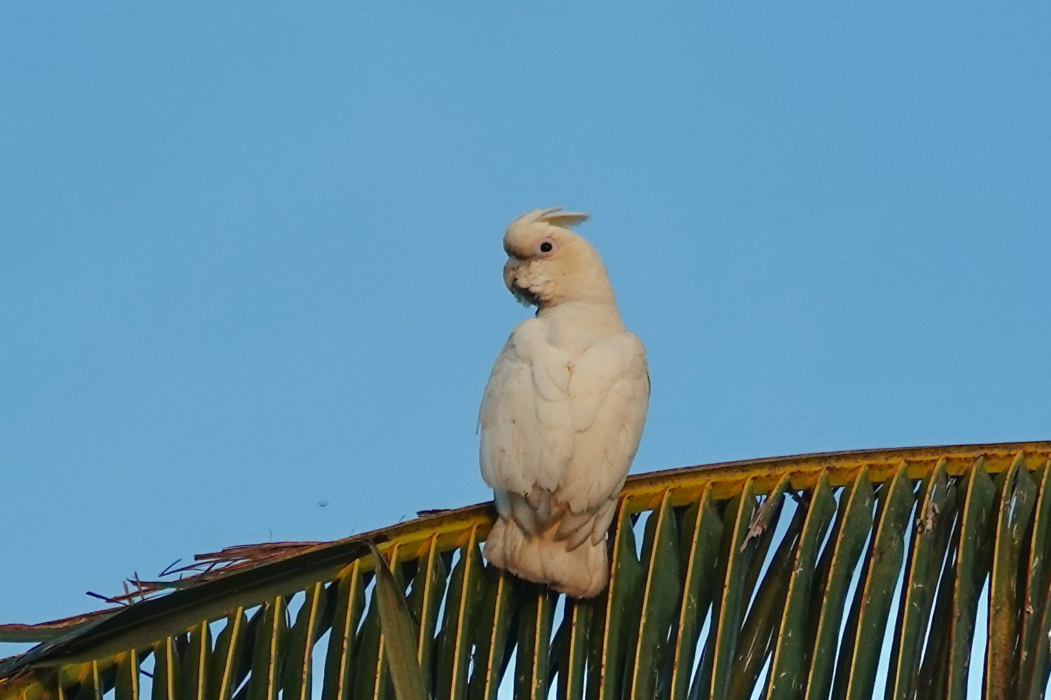 Red-vented Cockatoo (image by Craig Robson)