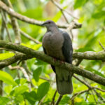 Ring-tailed Pigeon (image by Eustace Barnes)