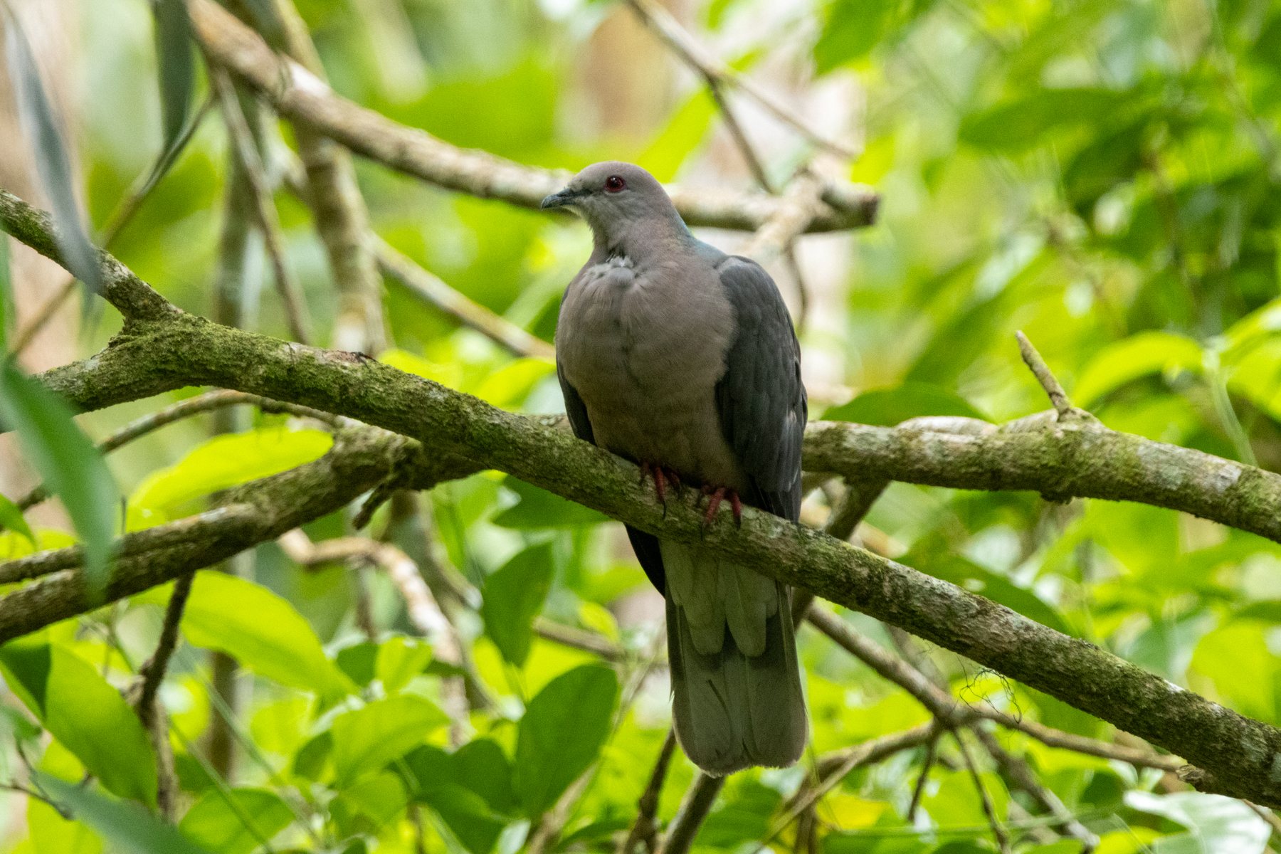 Ring-tailed Pigeon (image by Eustace Barnes)