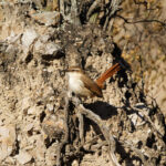 Rock Earthcreeper (image by Leo Garrigues)