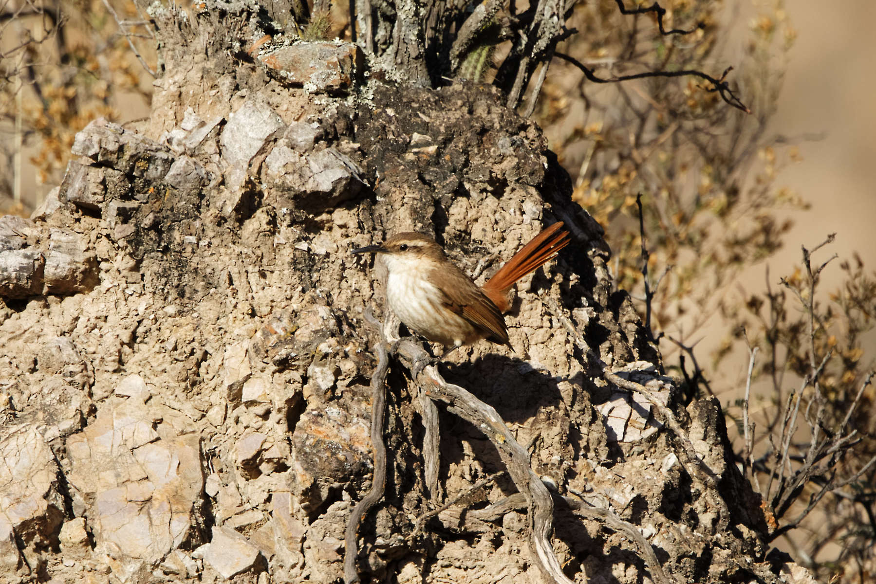 Rock Earthcreeper (image by Leo Garrigues)