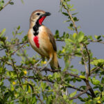 Rosy-patched Bushshrike (image by Nik Borrow)