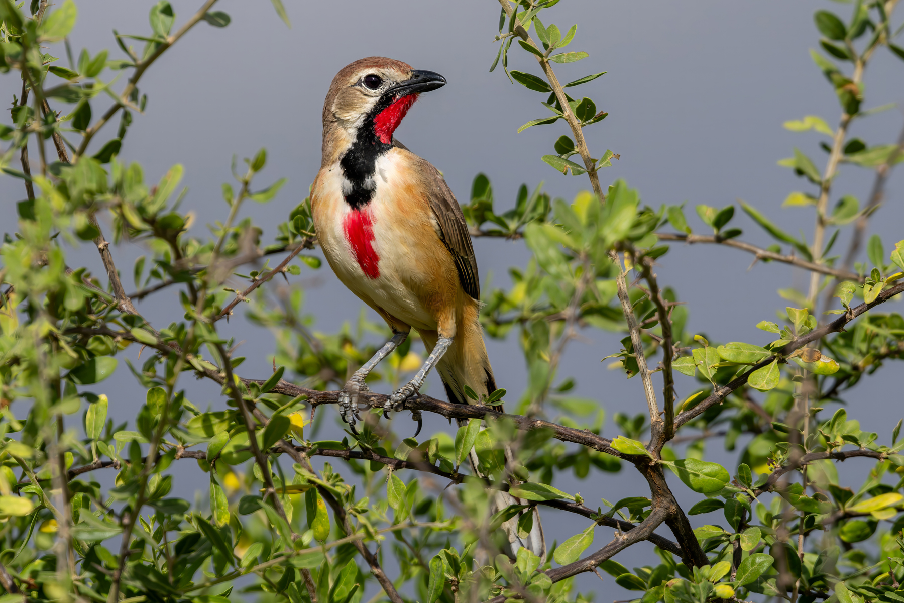 Rosy-patched Bushshrike (image by Nik Borrow)