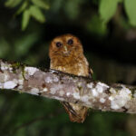 Rufescent Screech Owl (image by Leo Garrigues)