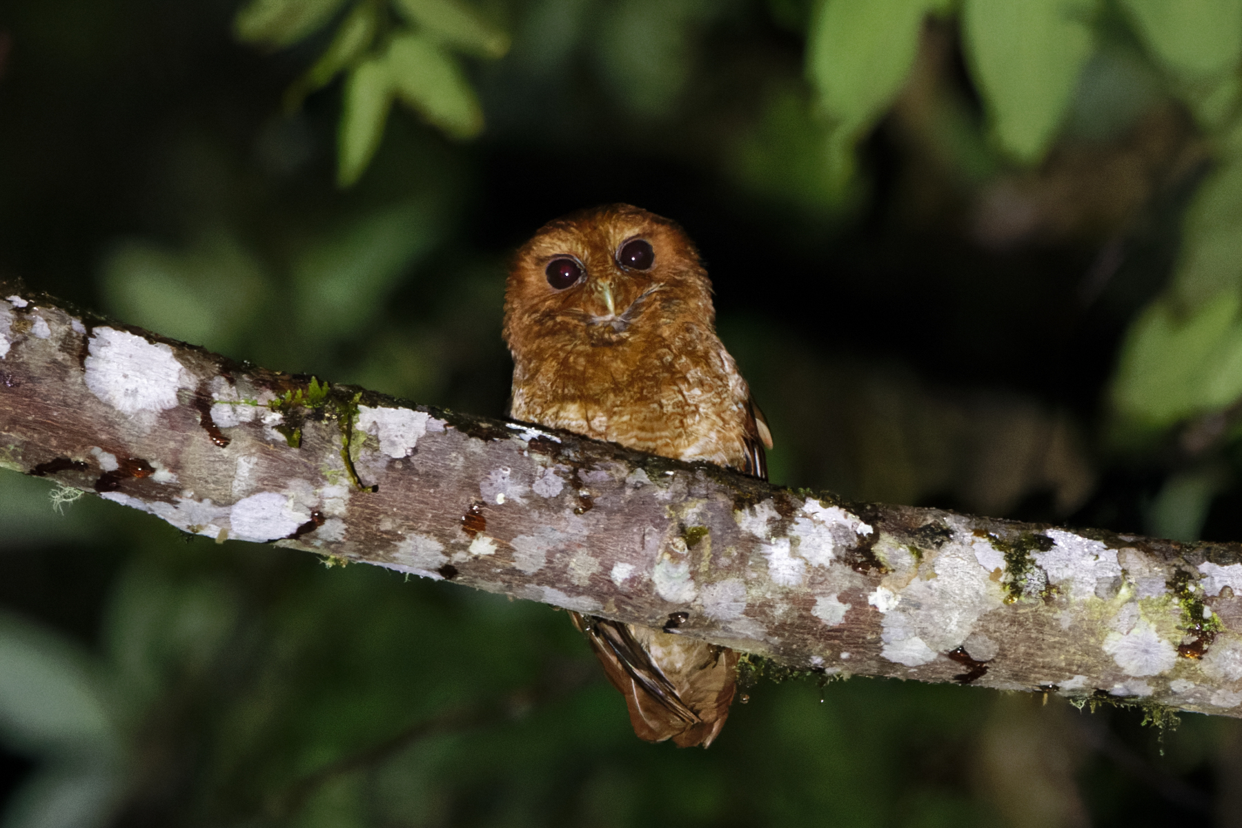 Rufescent Screech Owl (image by Leo Garrigues)
