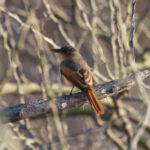 Rufous Flycatcher (image by Leo Garrigues)