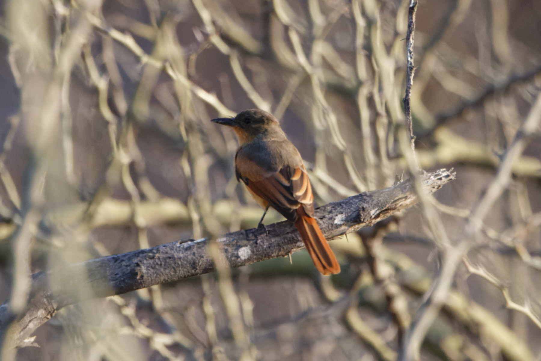 Rufous Flycatcher (image by Leo Garrigues)