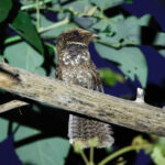 Rufous Nightjar (image by Leo Garrigues)