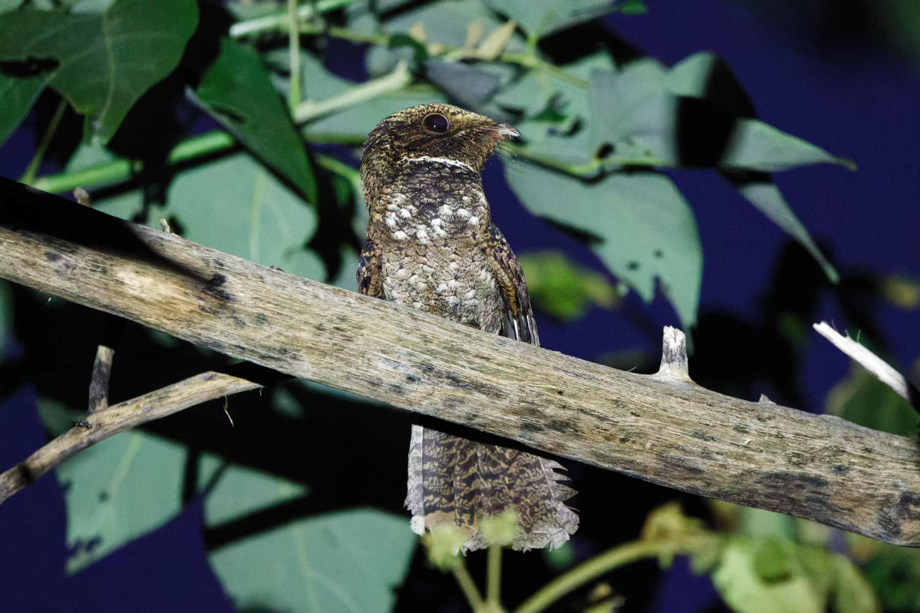 Rufous Nightjar (image by Leo Garrigues)