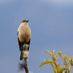 Rufous-bellied Bush-Tyrant (image by Leo Garrigues)
