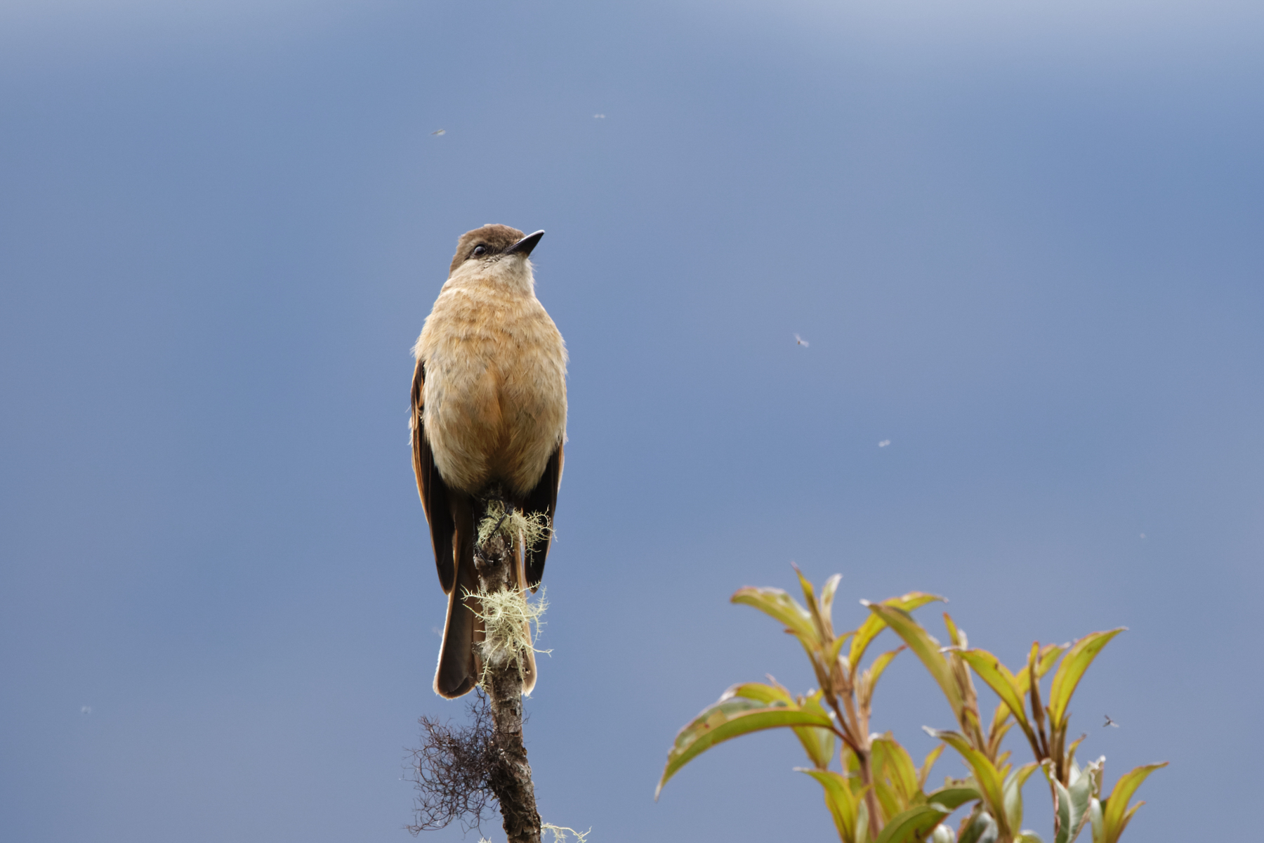 Rufous-bellied Bush-Tyrant (image by Leo Garrigues)