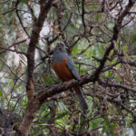 Rufous-bellied Mountain Tanager (image by Leo Garrigues)