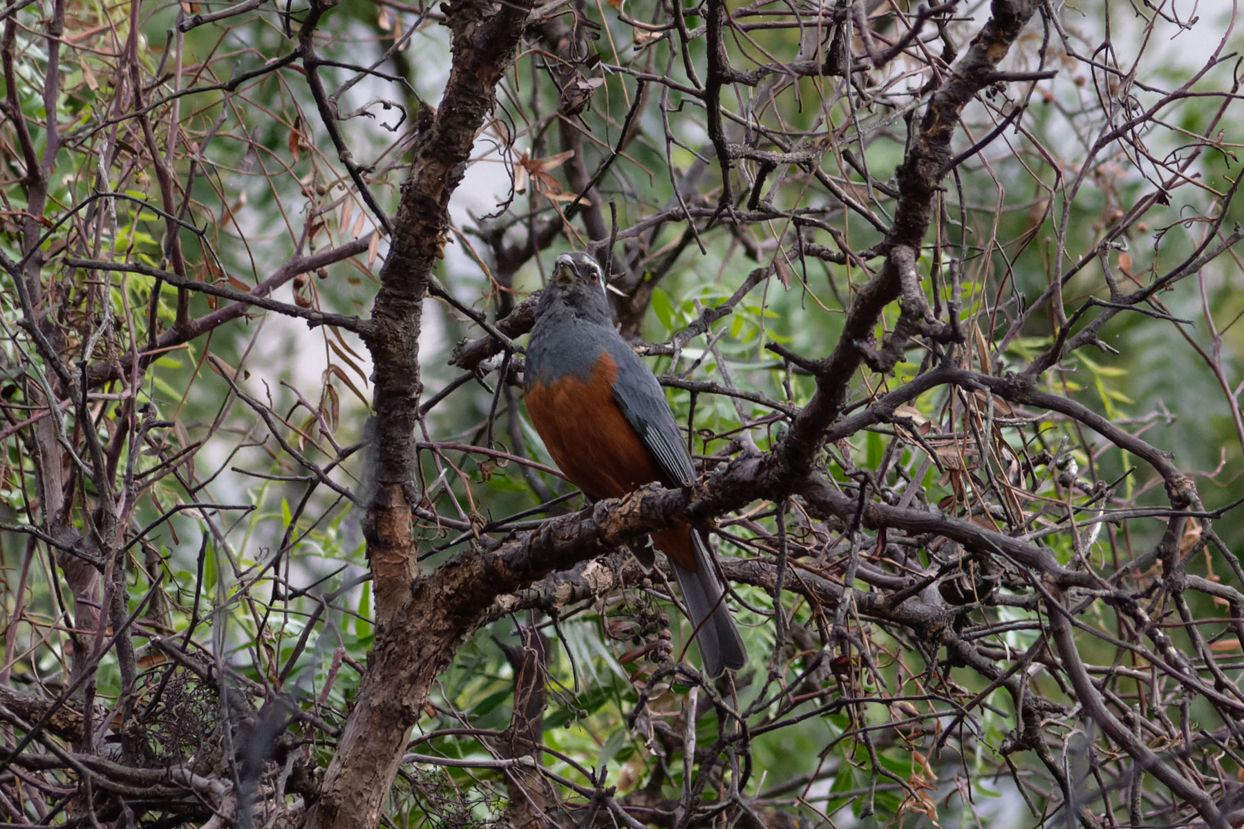 Rufous-bellied Mountain Tanager (image by Leo Garrigues)
