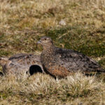 Rufous-bellied Seedsnipe (image by Leo Garrigues)