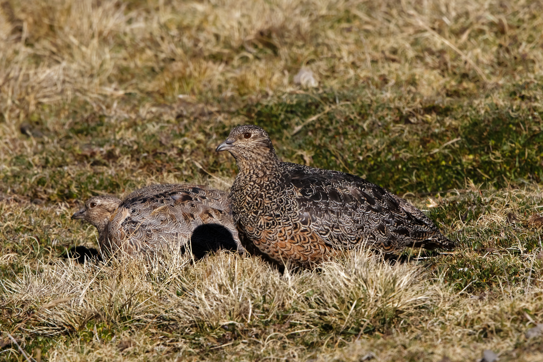 Rufous-bellied Seedsnipe (image by Leo Garrigues)