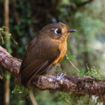Rufous-breasted Antpitta (image by Leo Garrigues)