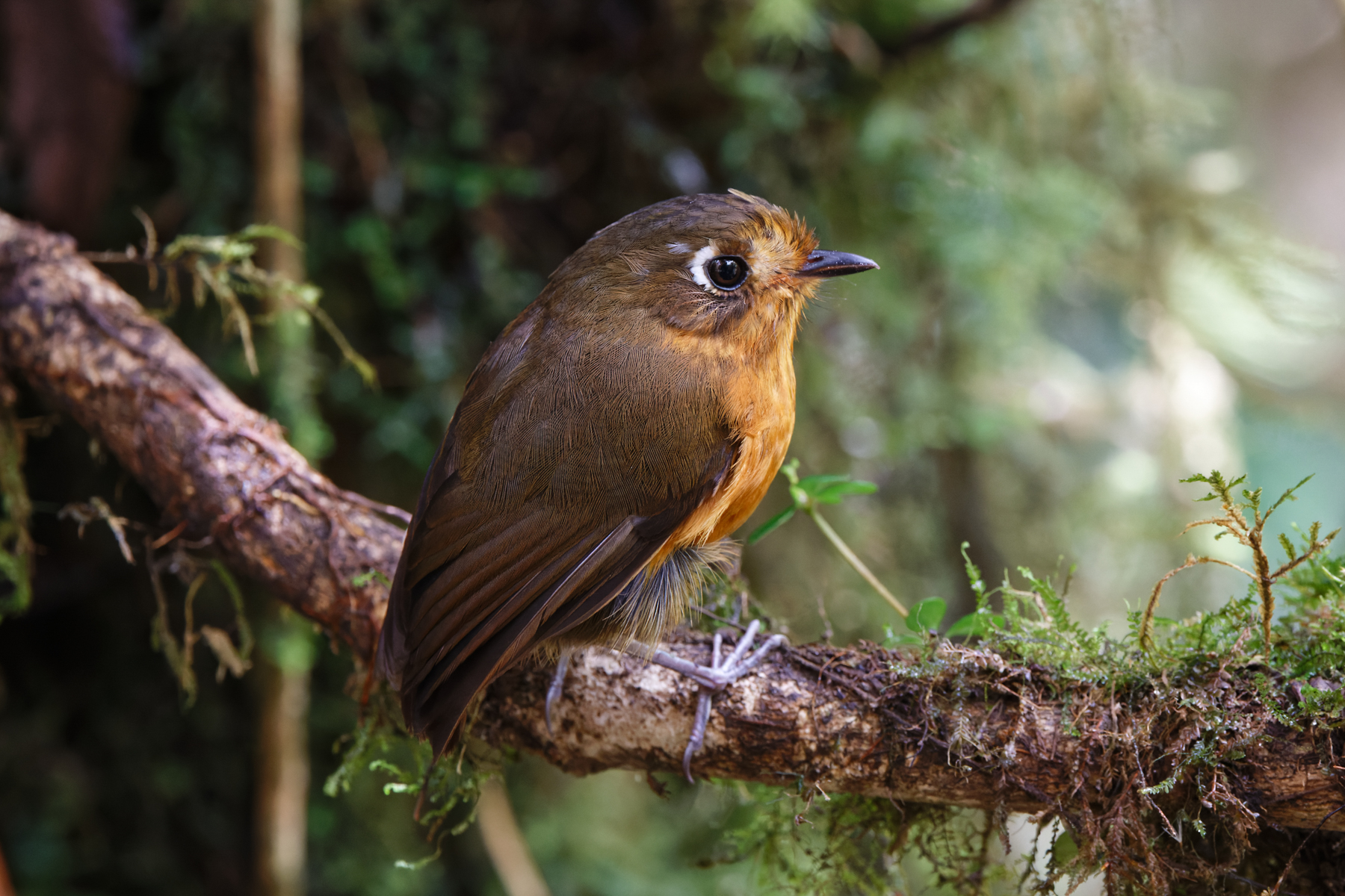 Rufous-breasted Antpitta (image by Leo Garrigues)