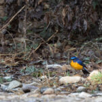 Rufous-breasted Bush Robin (image by Mike Watson)