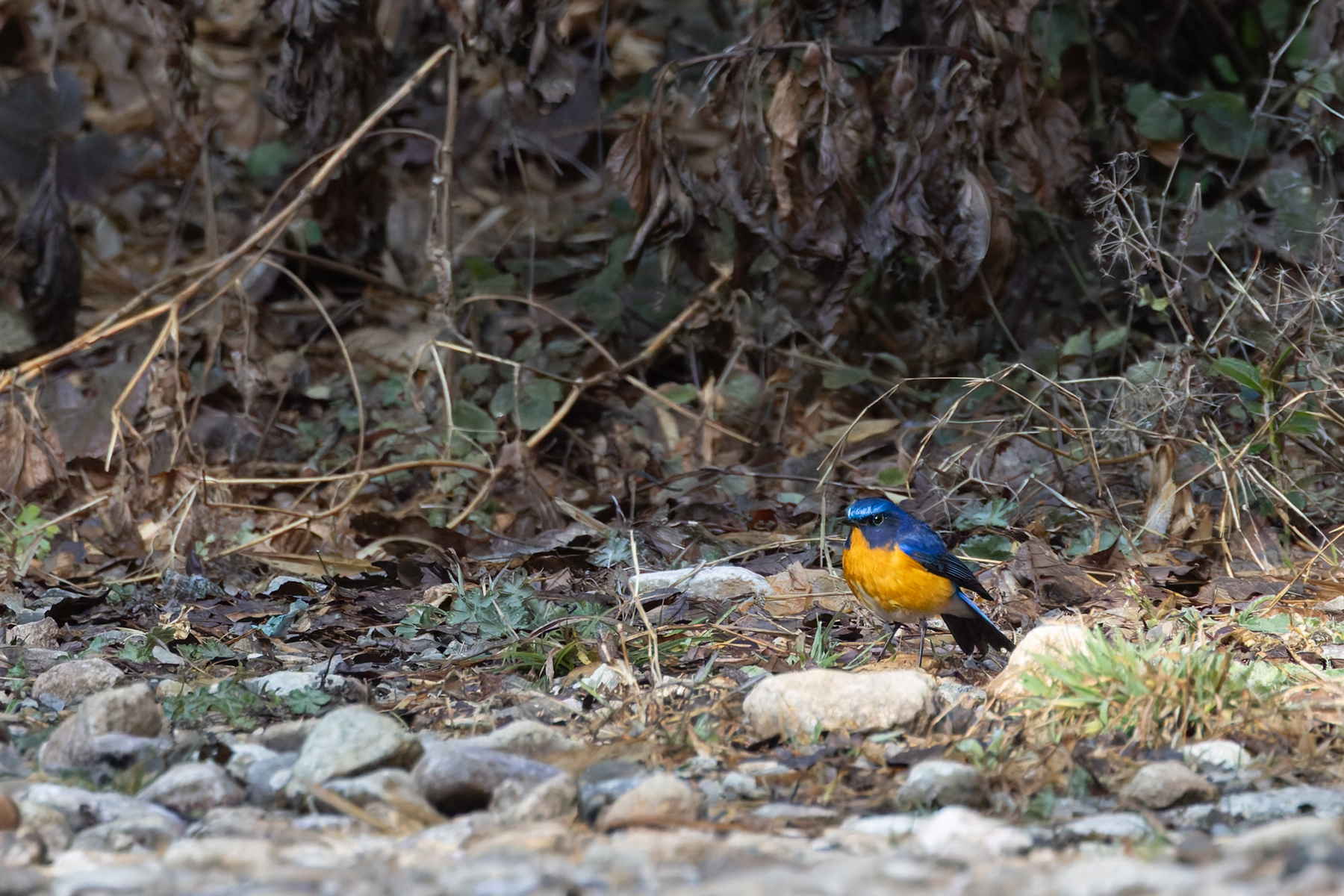 Rufous-breasted Bush Robin (image by Mike Watson)