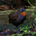 Rufous-breasted Wood Quail (image by Leo Garrigues)