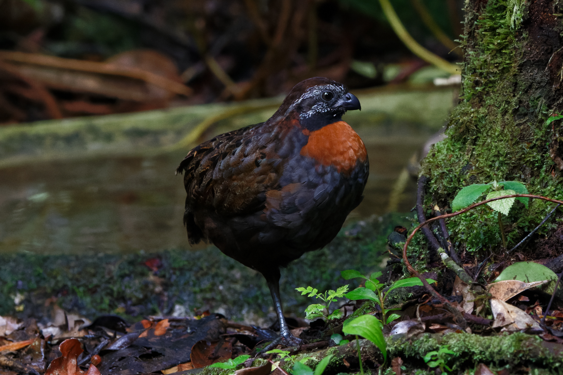 Rufous-breasted Wood Quail (image by Leo Garrigues)
