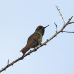 Rufous-capped Thornbill (image by Leo Garrigues)