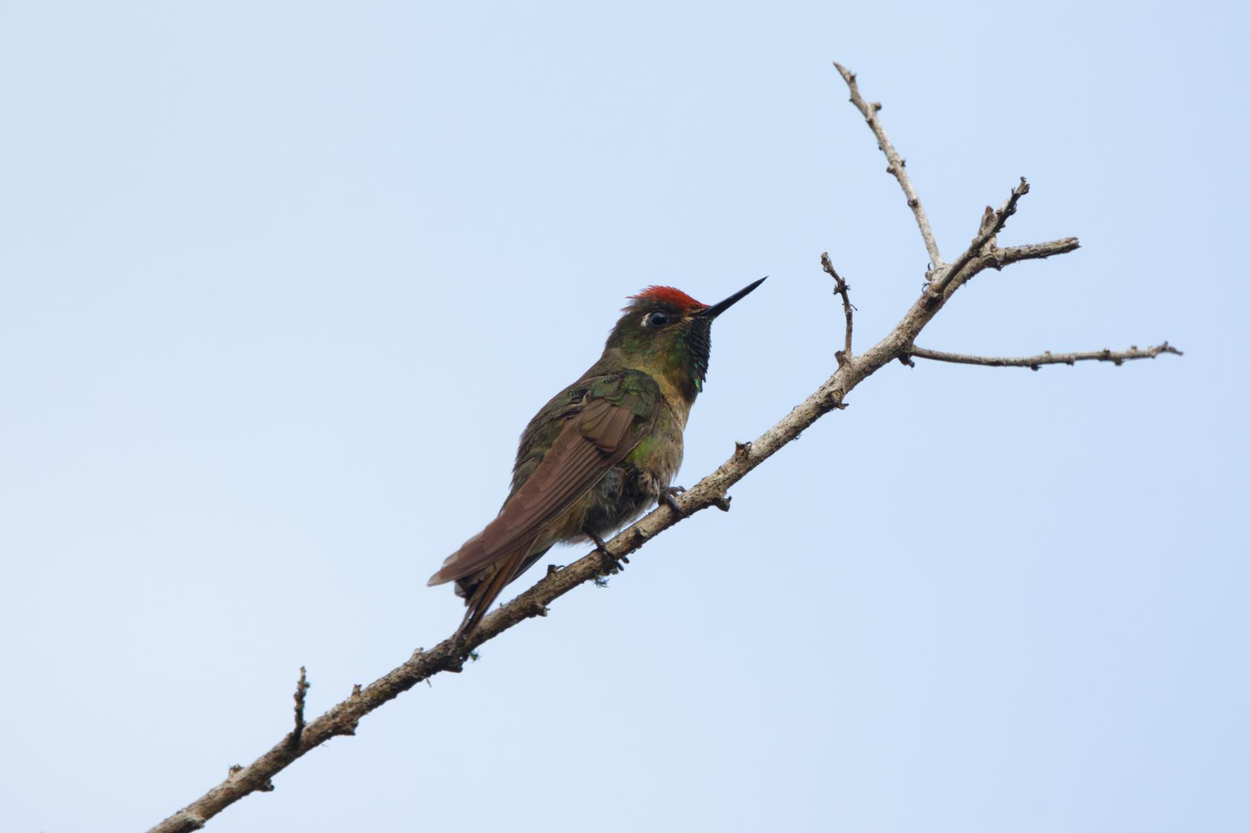 Rufous-capped Thornbill (image by Leo Garrigues)