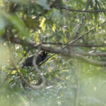 Rufous-cheeked Laughingthrush (image by Dani Balla)