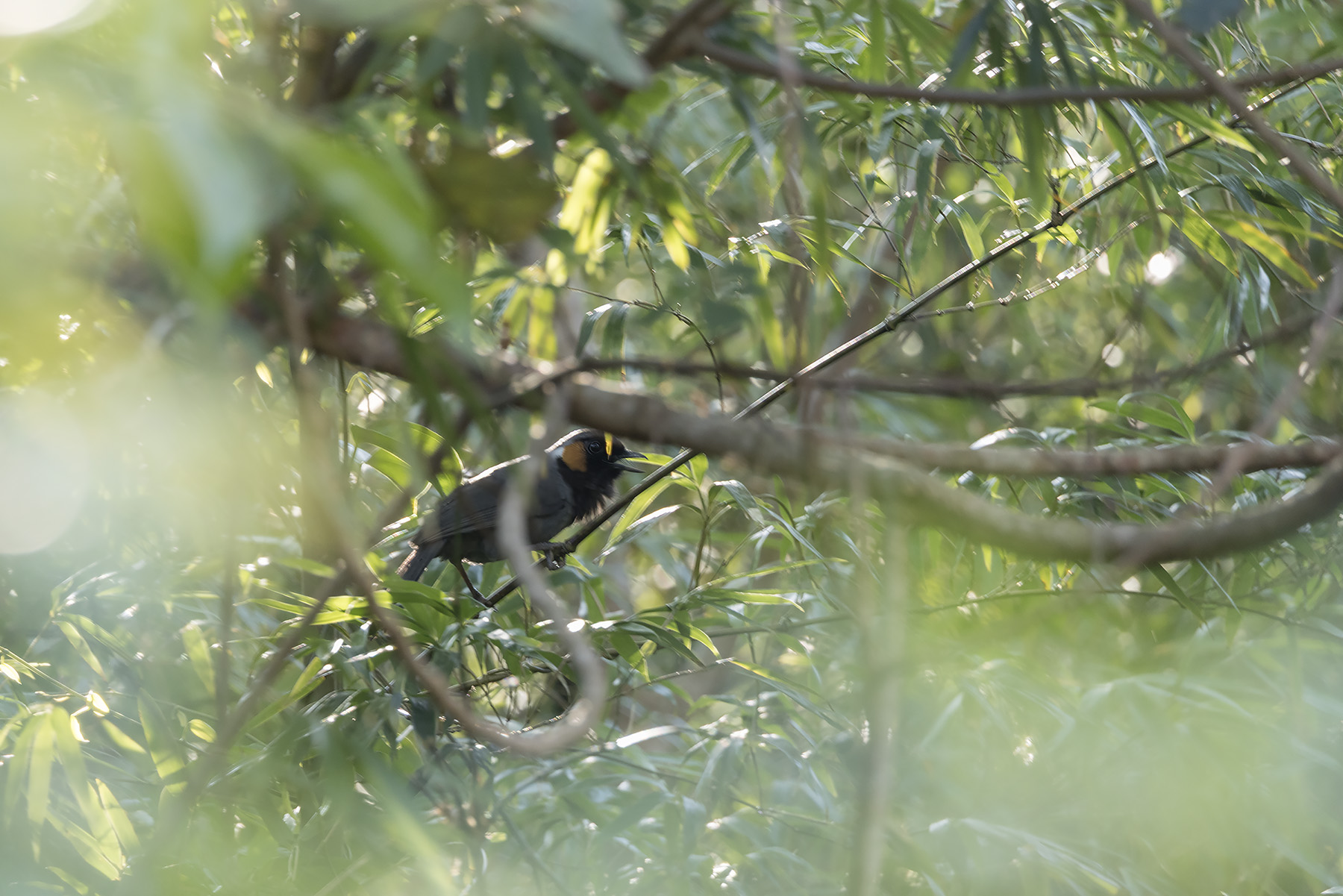 Rufous-cheeked Laughingthrush (image by Dani Balla)