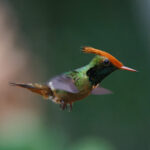 Rufous-crested Coquette (image by Leo Garrigues)