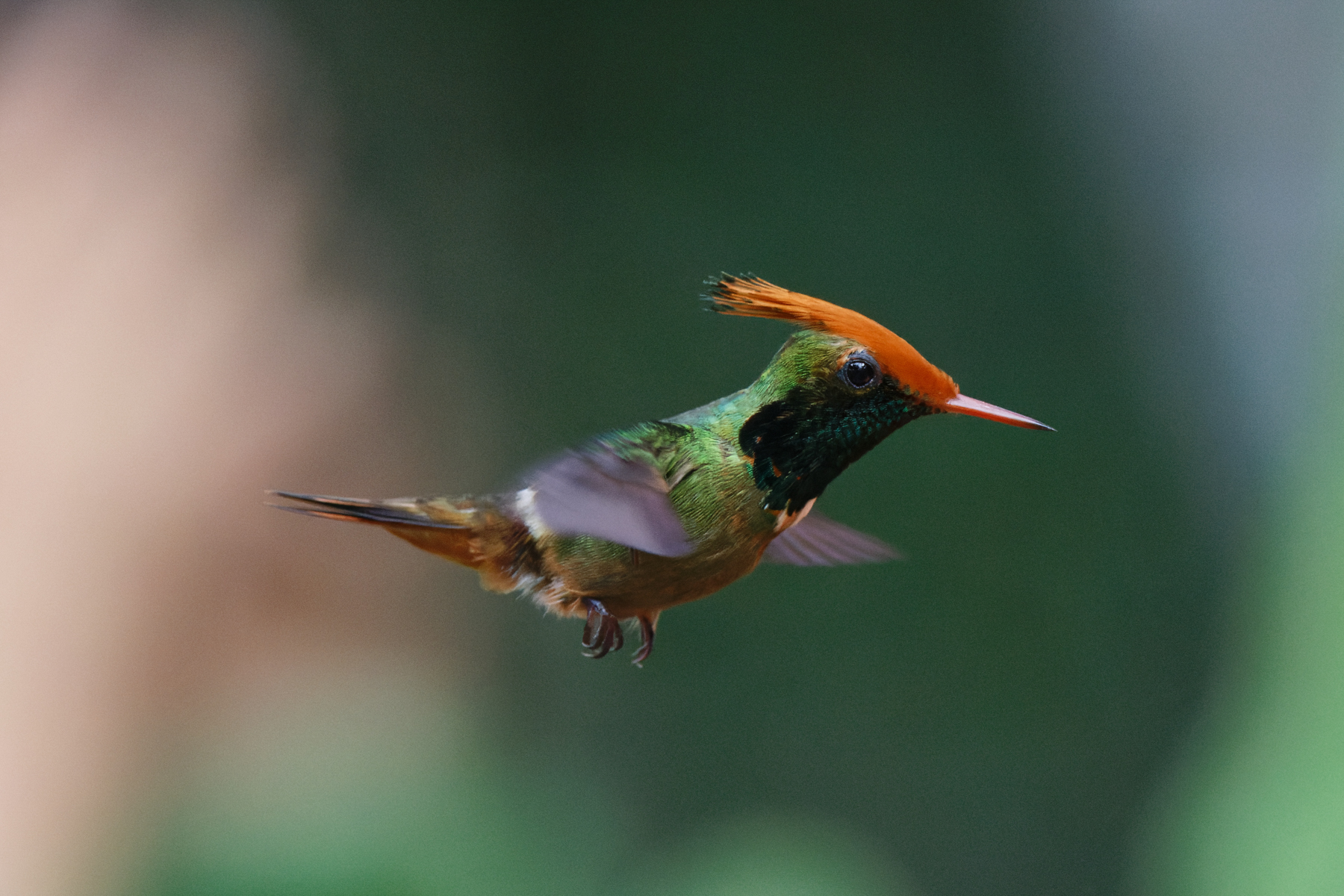 Rufous-crested Coquette (image by Leo Garrigues)
