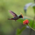 Rufous-crested Coquette (image by Leo Garrigues)