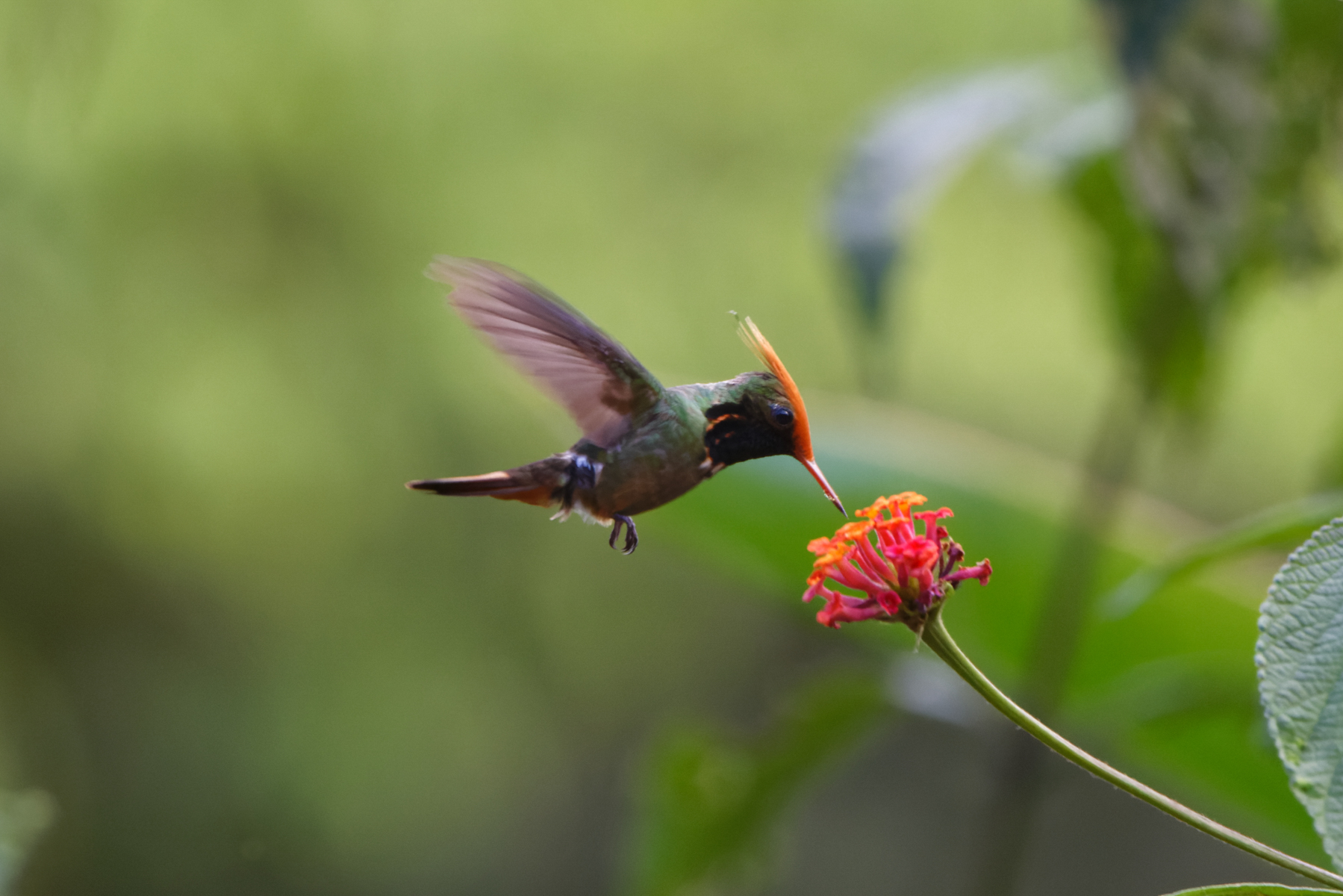 Rufous-crested Coquette (image by Leo Garrigues)