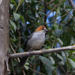 Rufous-eared Brushfinch (image by Leo Garrigues)