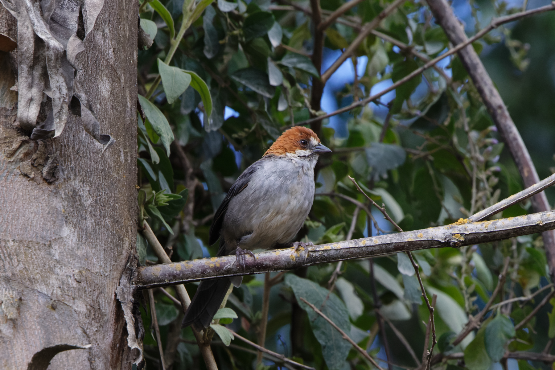 Rufous-eared Brushfinch (image by Leo Garrigues)