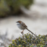 Rufous-eared Warbler (image by Mark Beaman)