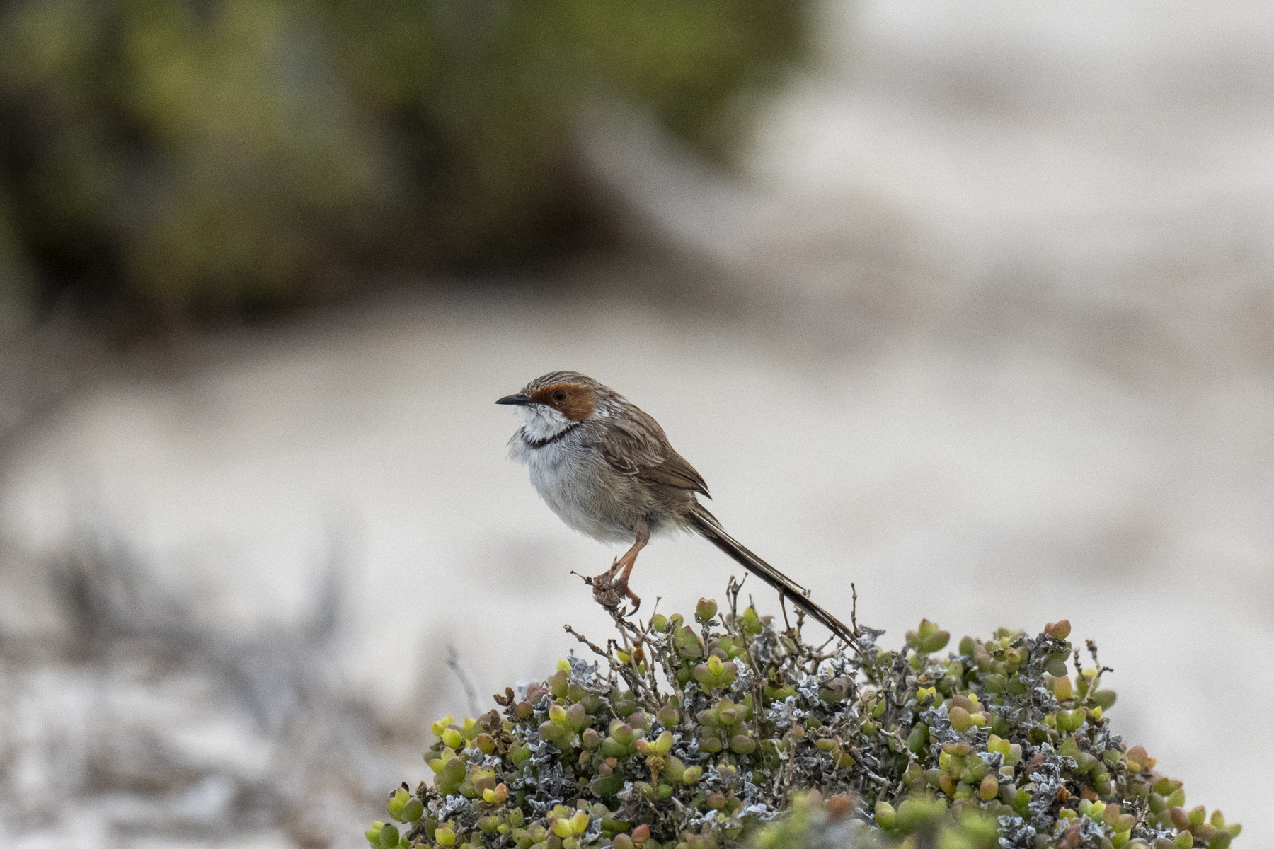 Rufous-eared Warbler (image by Mark Beaman)
