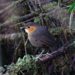 Rufous-faced Antpitta (image by Leo Garrigues)