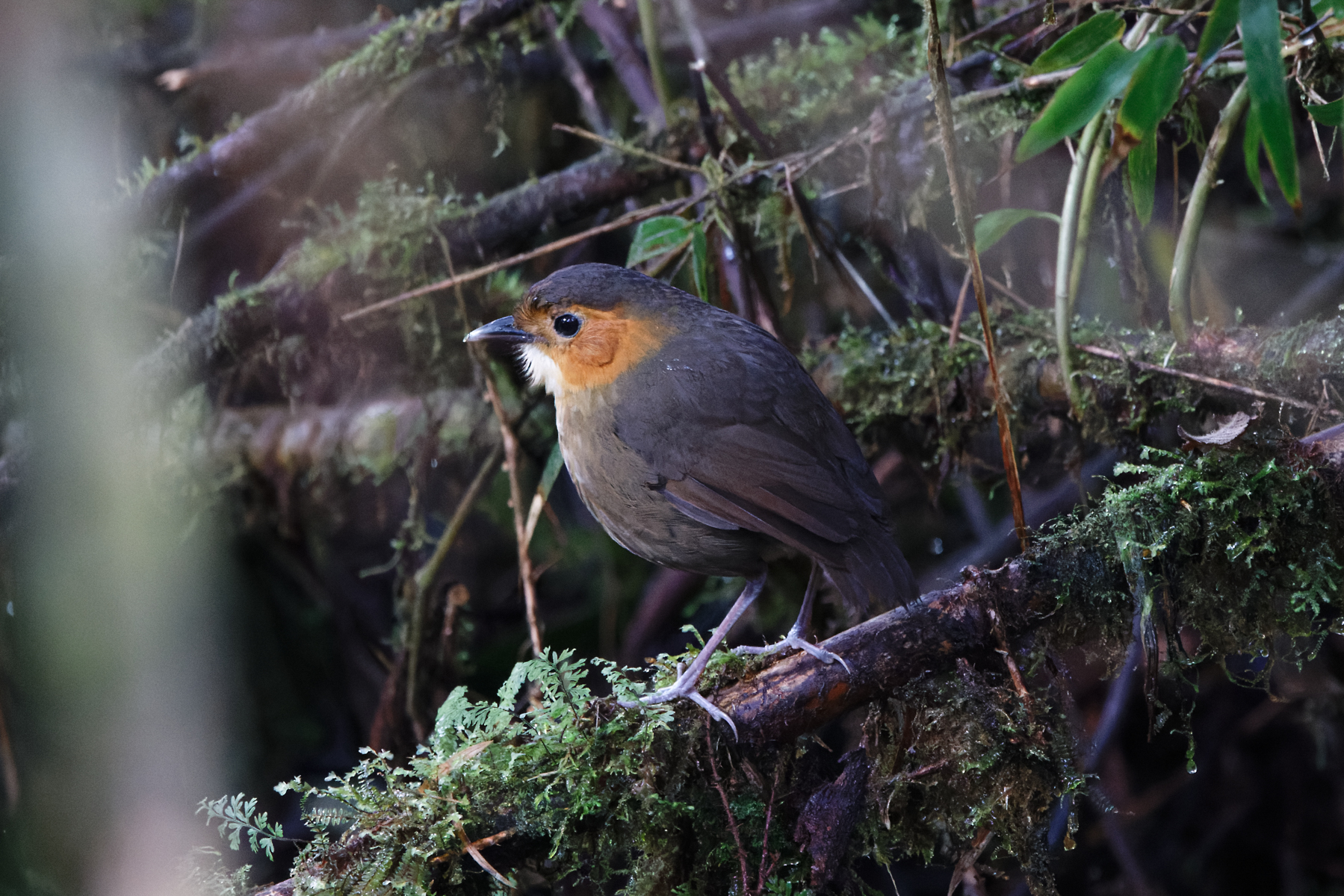 Rufous-faced Antpitta (image by Leo Garrigues)