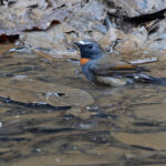 Rufous-gorgeted Flycatcher (image by Mike Watson)