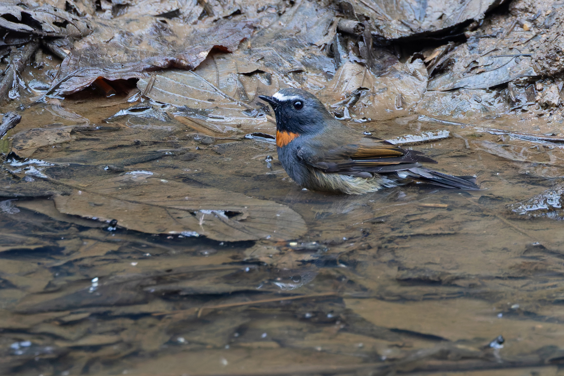 Rufous-gorgeted Flycatcher (image by Mike Watson)