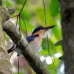 Rufous-lored Kingfisher (image by Craig Robson)