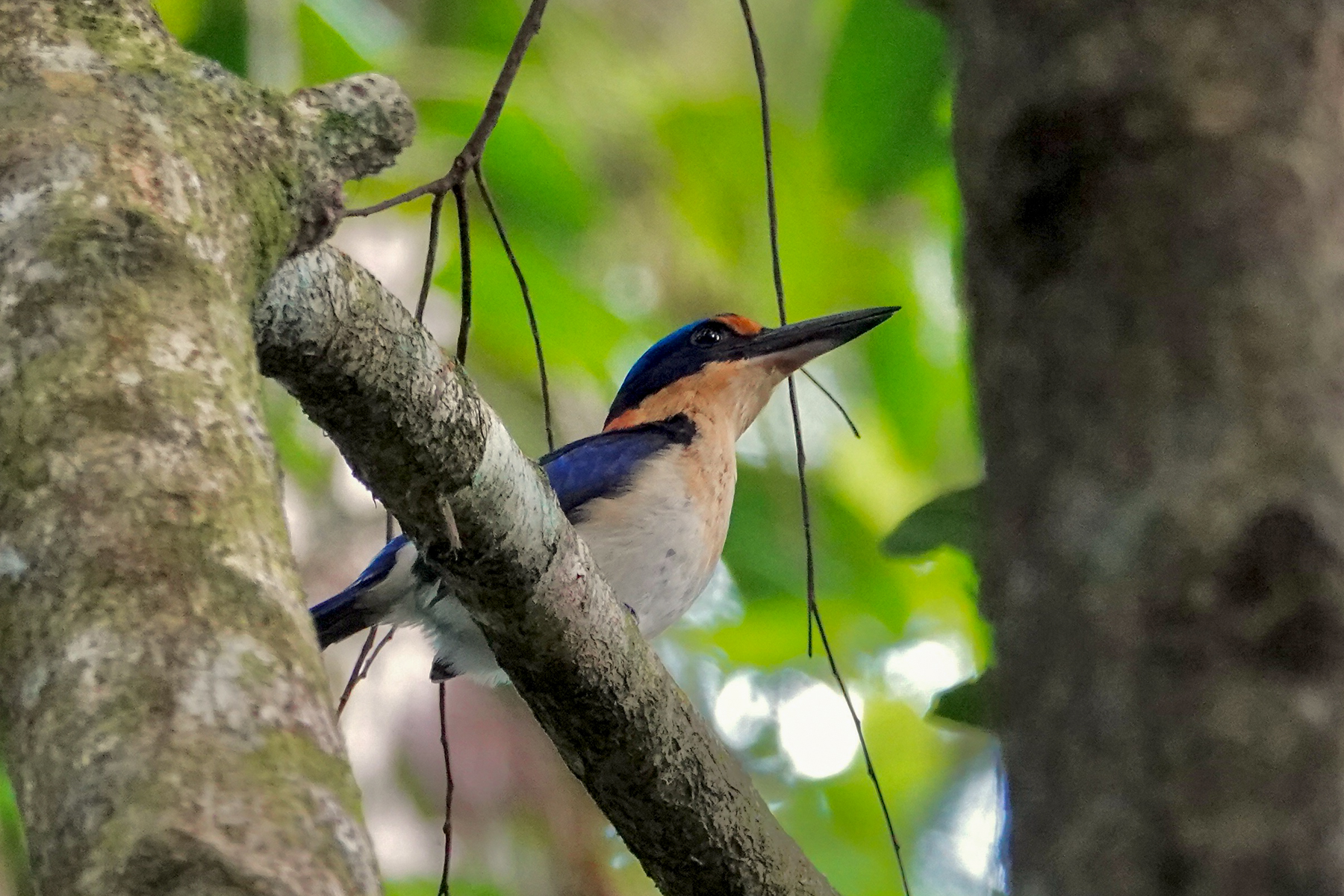 Rufous-lored Kingfisher (image by Craig Robson)