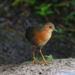 Rufous-sided Crake (image by Leo Garrigues)