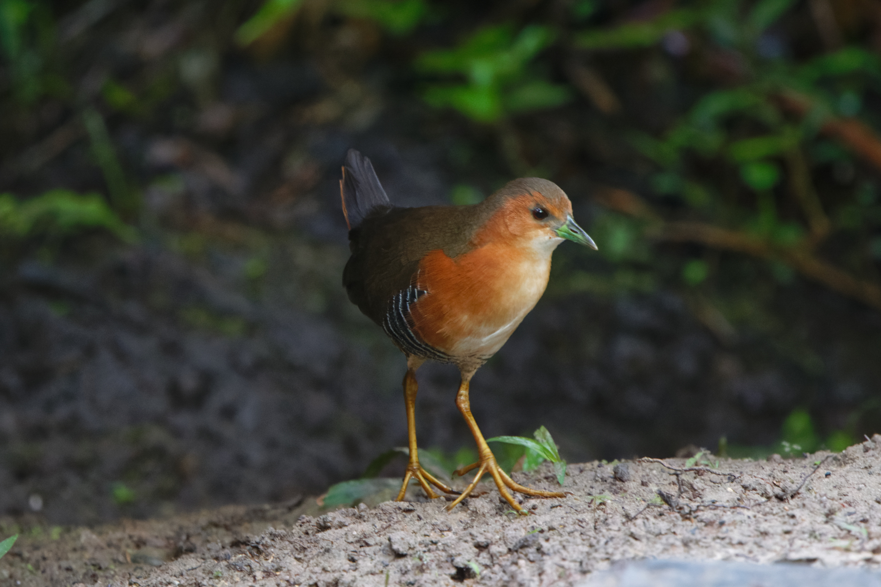 Rufous-sided Crake (image by Leo Garrigues)