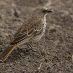 Rufous-tailed Weaver (image by Nik Borrow)