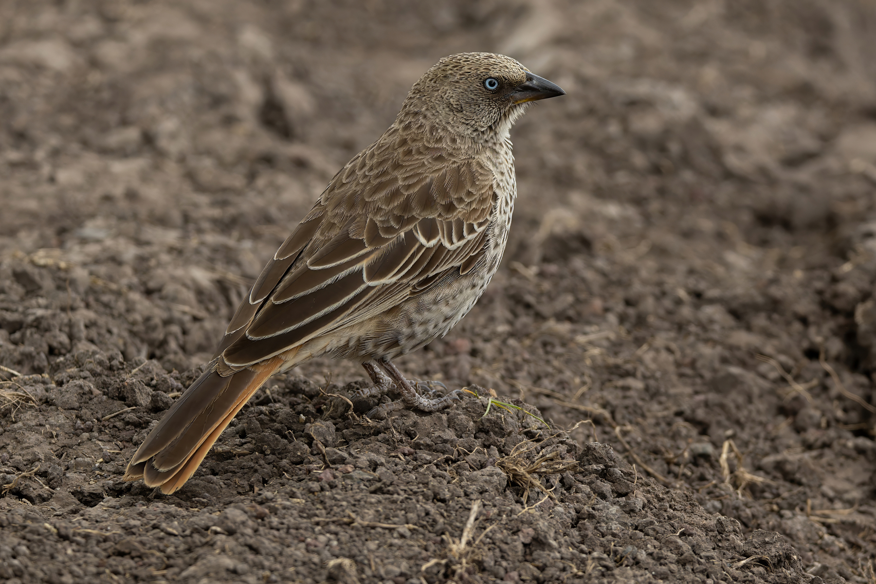 Rufous-tailed Weaver (image by Nik Borrow)